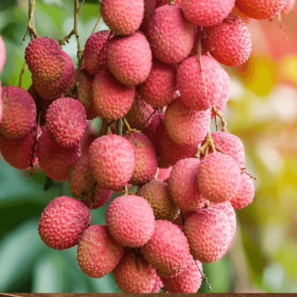 Madraji Lichu Madraji Lychee - Image 1